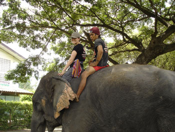 Holidaying with an Elephant, Royal Elephant Kraal in Ayutthaya, Thailand, elephant volunteer program, travel Thailand, saving elephants, Thailand volunteer program, Jane Bennett