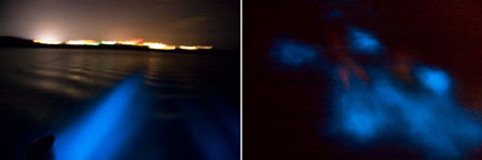 Mosquito Bay's bioluminescence, Vieques, Puerto Rico, Mosquito Bay, bio bay, travel Vieques, travel Puerto Rico, bioluminescence