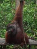 Camp Leakey Orangutan Preserve: Kalimantan, Borneo, Orangutans Borneo, volunteer with Orangutans, Camp Leakey Preserve, orphaned orangutans, Tanjung Puting National Park, Sekonyer River, Kumai River, Joseph Conrad country, Pat Drinkwater