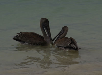 pelicans galapagos