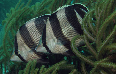 Banded Butterflyfish 2