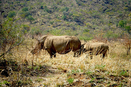 Pilansberg Rhinos